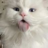 nin profil fotoğrafı