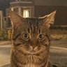 Profilbild von Ding dink