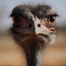 Kevin's profile picture