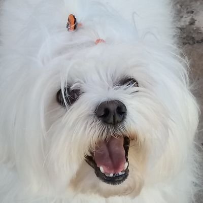 bruna_msobrinho's profile picture