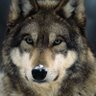 TURK ๐น๐ท๐ฆ๐ฟ๐ช๐ธ๐ฝ๐ฐ๐ฆ๐ฑ๐ฏ๐ต๐ฐ๐ท๐ต๐ฐ's profile picture