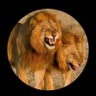 نايف النايف profil fotoğrafı