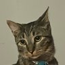 LoopCat's profile picture