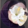 ريما's profile picture