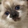 いつも後部座席のティーさん 的头像