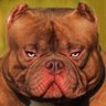 The Pitbull's profile picture