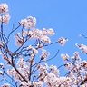 Фото профиля 千嘉子小笠原