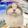 Profilbild von LiQian
