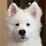 Бонека ампу-пу-пу…'s profile picture