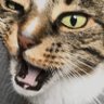 Jeepster's profile picture