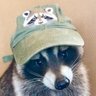 Фото профиля Raccoon Enjoyer