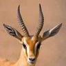 أبن البادية's profile picture