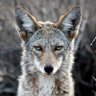 Фото профиля Serious Trickster