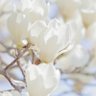 Фото профиля はくもくれん
