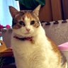 ミケママ 的头像