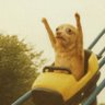 Profilbild von Opinionated Turtle