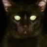 black cat profil fotoğrafı