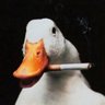 Hoodie's profile picture