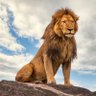 Guntof Andrean profil fotoğrafı