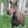 Swampdonkey profil fotoğrafı