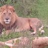 Panthera Leo ♌️ 的头像