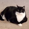Keyser Soze's profile picture