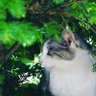 ははちゃん profil fotoğrafı
