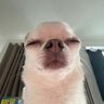 고땡's profile picture