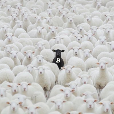 SoundMoney 🪙's profile picture