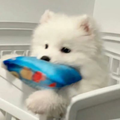puppy_pabo's profile picture