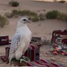Фото профиля الصقر