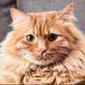 Profilbild von el_gato_sexi