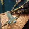 深海魚（深海魚ではない）'s profile picture