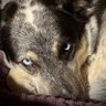 Profilbild von SpeckledPup 🐾🛸👽🍁🫧