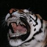 Knightmare519's profile picture