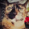 Yoyo Cass's profile picture