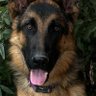 Dascha's profile picture