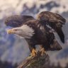 bill carter profil fotoğrafı
