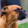 Chaotic Chill profil fotoğrafı