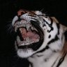 Profilbild von Tha_Nha