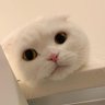 Weewy🌸 profil fotoğrafı