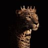Profilbild von نــجــود🐅 ✧