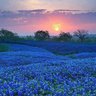 Neecy/SpclTexasStrong's profile picture