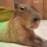Profilbild von カピバラ好きのかざまん