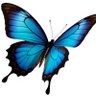 K Skipper profil fotoğrafı
