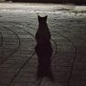 호냥 profil fotoğrafı