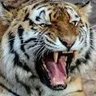 Nimir profil fotoğrafı