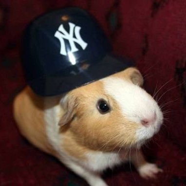 angelsoheeeee's profile picture