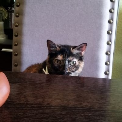 Talesof_Fantasy's profile picture