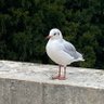 Janne profil fotoğrafı
